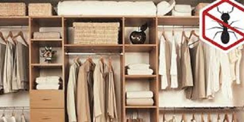 diệt kiến trong tủ quần áo