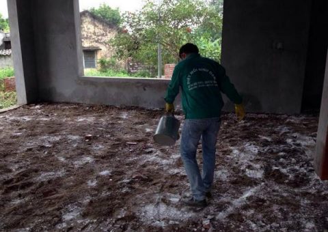 diệt mối bằng vôi