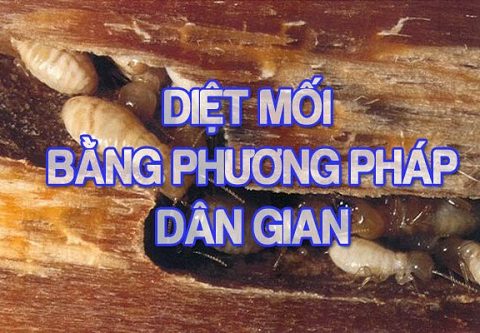 Hiệu quả của phương pháp diệt mối bằng xà phòng.