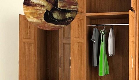 diệt mối cho tủ quần áo