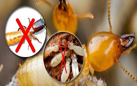 diệt mối có đắt không