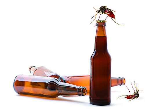 diệt muỗi bằng bia