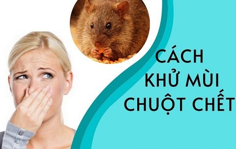 khử mùi chuột chết trong nhà