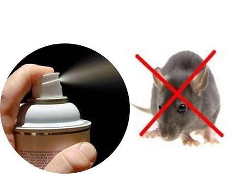 cách đuổi chuột bằng thuốc xịt muỗi