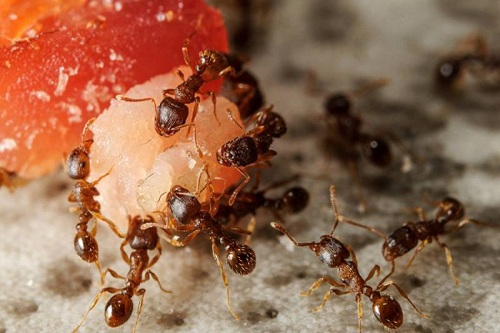 Tại sao nhà có nhiều kiến đen