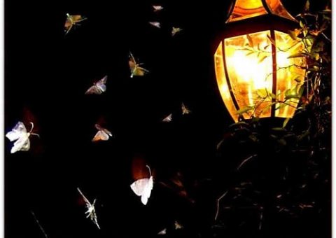 tại sao côn trùng lại bị thút hút bởi ánh sáng đèn