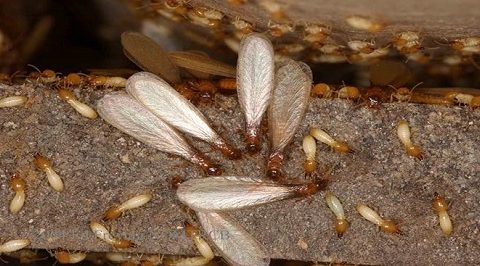 cách diệt và phòng mối cánh vào mùa mưa