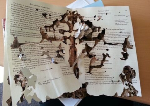 cách diệt mối ăn giấy