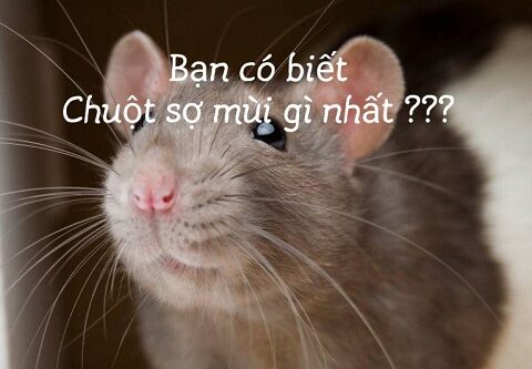 con chuột sợ nhất mùi gì