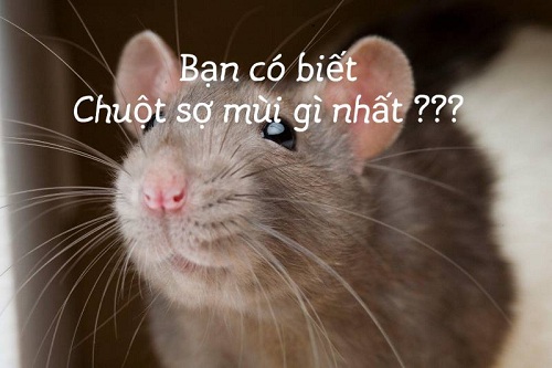 con chuột sợ nhất mùi gì