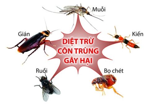 Các cách diệt côn trùng trong nhà hiệu quả.