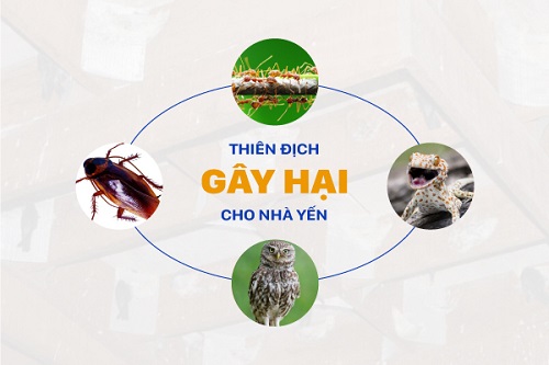 Nhà yến thường bị tấn công bởi nhiều loại côn trùng khác nhau