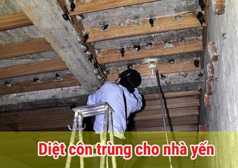 Một số cách diệt côn trùng trong nhà yến hiệu quả.