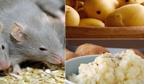 diệt chuột bằng khoai tây