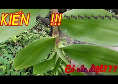 Mặc dù không gây hại trực tiếp nhưng kiến lại làm ảnh hưởng tới sự sinh trưởng của lan.