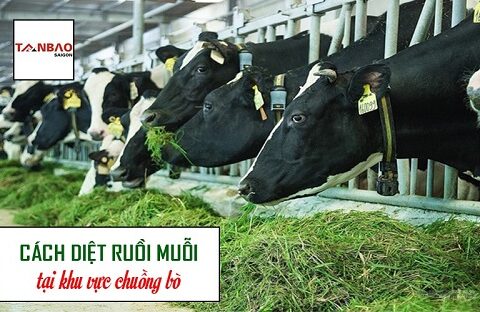 Một số cách diệt ruồi muỗi cho bò hiệu quả tại nhà.