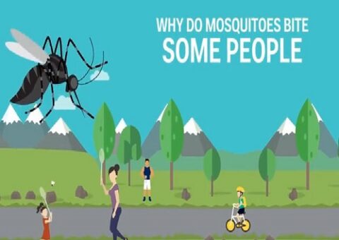 Có rất nhiều nguyên nhân khiến bạn bị muỗi cắn