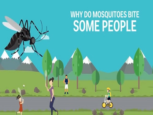 Có rất nhiều nguyên nhân khiến bạn bị muỗi cắn