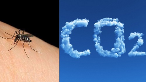 Những người có thân nhiệt cao, thải ra nhiều khí CO2, hay vận động nhiều...rát dễ bị muỗi đốt.