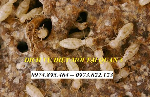 3 địa chỉ diệt mối tại Quận 5 uy tín