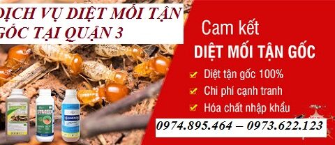 Dịch vụ diệt mối tận gốc tại Quận 3