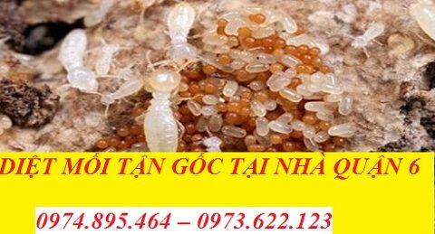Các địa chỉ diệt mối tại Quận 6