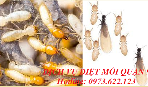 Cơ sở diệt mối Quận 9 tốt nhất hiện nay