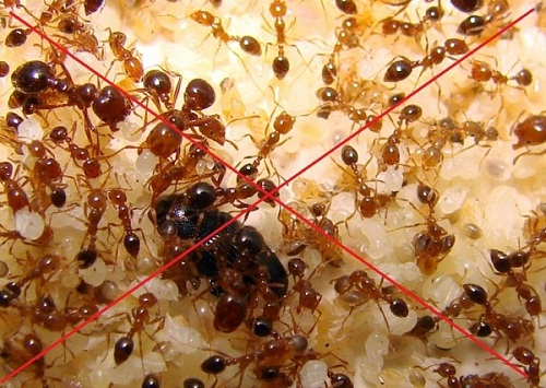kinh nghiệm mua thuốc diệt kiến