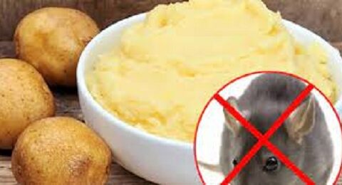 mẹo diệt chuột an toàn không cần đánh bả