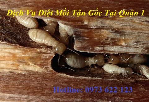 Văn phòng diệt mối tận gốc tại Quận 1 tốt nhất hiện nay.