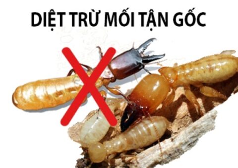 diệt mối tại Phủ Lý