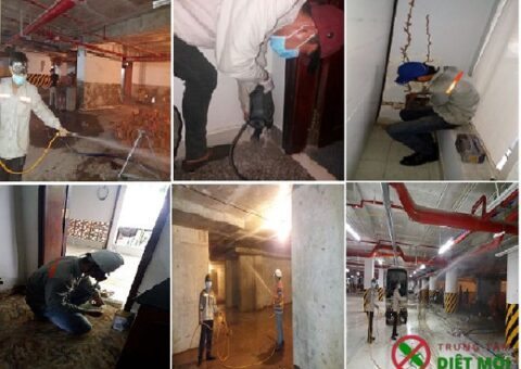 diệt mối tại Quảng Ninh