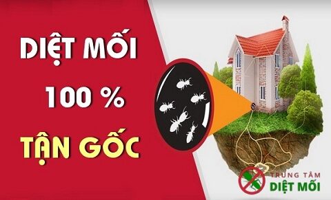 diệt mối tại Thái Bình