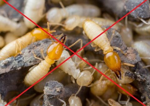 diệt mối tại Đồng Văn