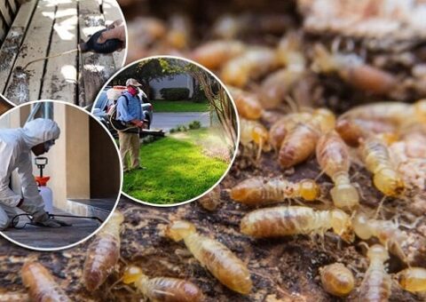 diệt mối tại Đông Triều