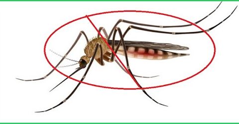 phun thuốc diệt muỗi tại quận 5