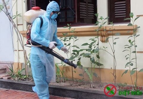 dịch vụ phun thuốc diệt muỗi tại nhà có hiệu quả không
