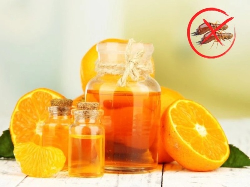 Cách diệt mối không dùng thuốc bằng tinh dầu cam