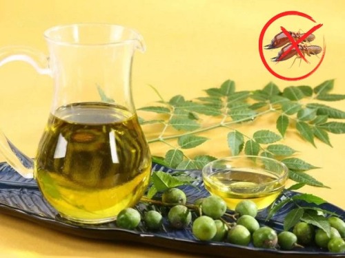 Cách diệt mối không dùng thuốc bằng tinh dầu neem